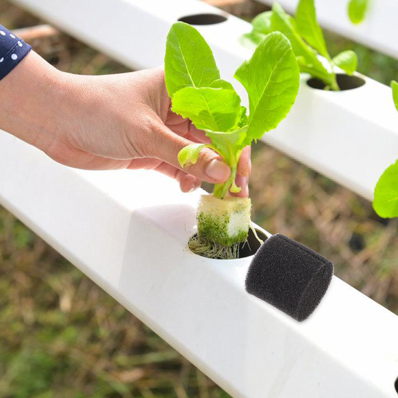 100Pcs Hydroponic Sponge Growi - Vegetable Transplanter ulasan dan harga