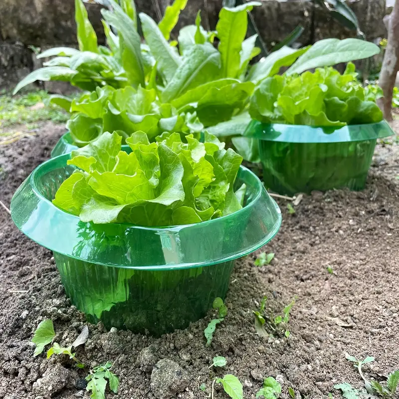Plants Slug Protection Rings V - Vegetable Transplanter ulasan dan harga