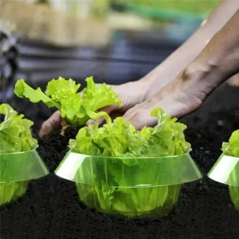 Plants Slug Protection Rings V - Vegetable Transplanter ulasan dan harga