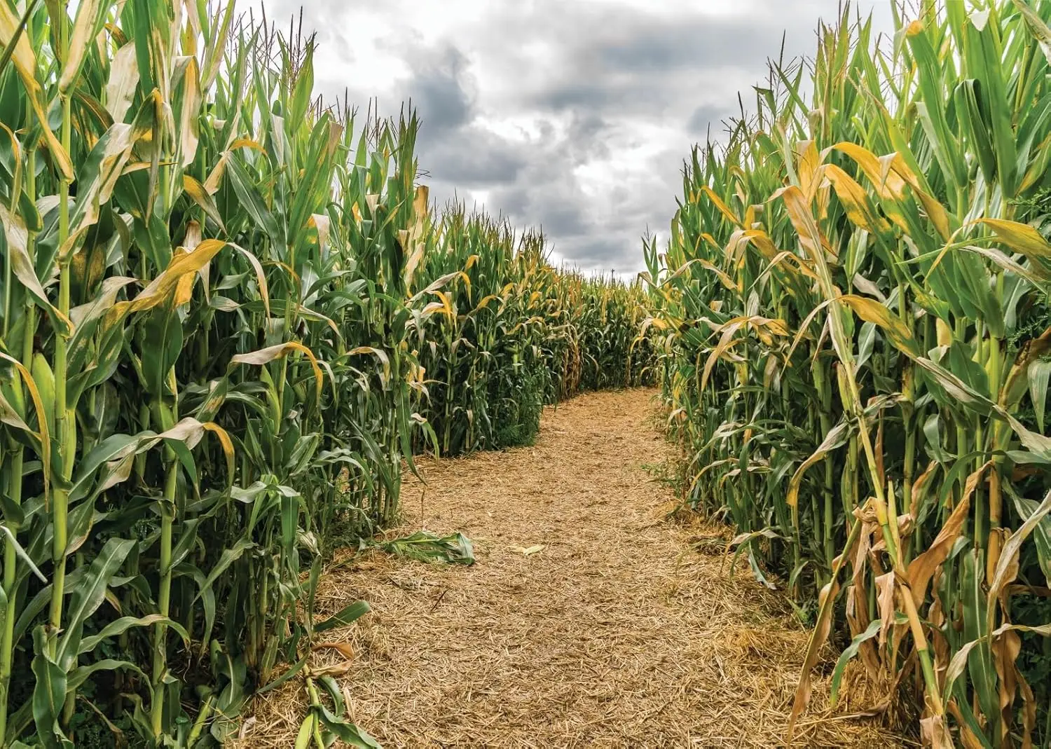Cornfield Green Corn Field Maz - Agriculture Farming Background ulasan dan harga